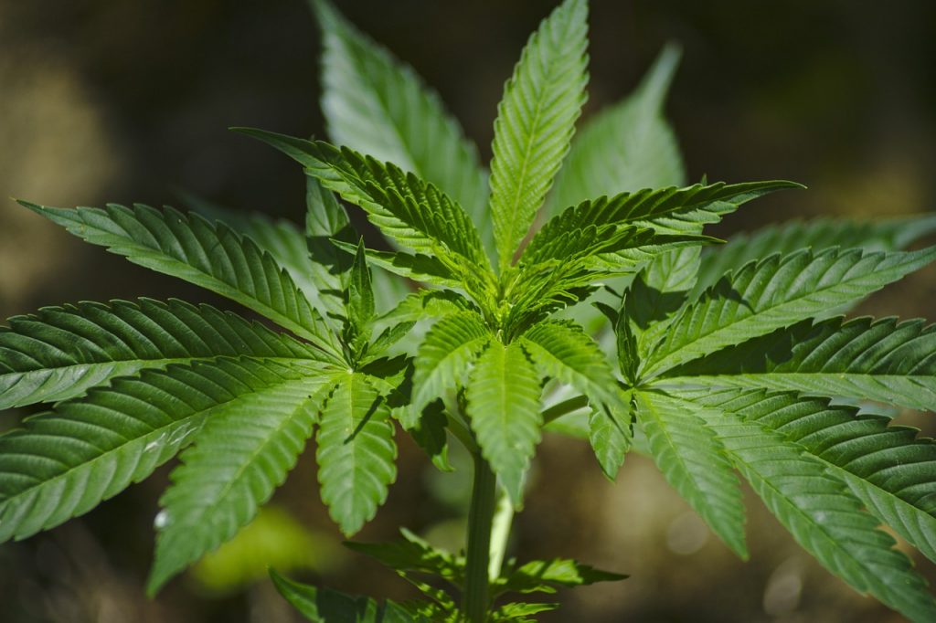 cannabis 1458000 1280 1024x682