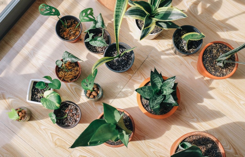 gardening